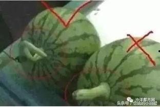 吃母瓜的视频,视频带你领略独特风味